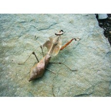 Dead Leaf Praying Mantis (Deroplatys desiccata) Male & female pair (medium nymphs)