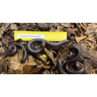 African Fire-head Millipede (Spirostreptus servatius) Adult/Sub-adult - Collection only