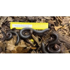 African Fire-head Millipede (Spirostreptus servatius) Adult/Sub-adult - Collection only