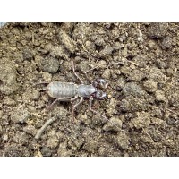 Devil Vinegaroon (Thelyphonus  Sp. Thai) Adult female (slightly imperfect - missing 'tail')
