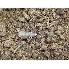 Devil Vinegaroon (Thelyphonus  Sp. Thai) Adult female (slightly imperfect - missing 'tail')