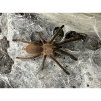 Chilobrachys sp. Kaeng Krachan - Dark Earth Tiger Tarantula