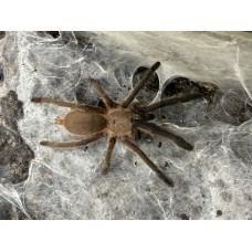 Chilobrachys sp. Kaeng Krachan - Dark Earth Tiger Tarantula