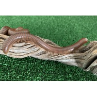 Burmese Beauty Millipede (Spirostreptus species) Juvenile