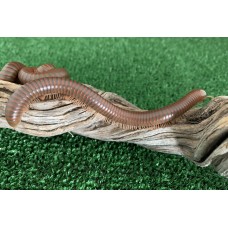 Burmese Beauty Millipede (Spirostreptus species) Juvenile