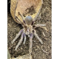 Phormictopus cautus - Dominican Purple Tarantula