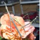 Miscellaneous Bugs Miscellaneous Bugs