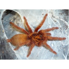 Neoholothele incei - Trinidad Olive Tarantula (Gold)