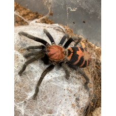 Davus pentaloris - Tiger Rump Tarantula