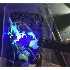 UV Black Light Torch (batteries not included)