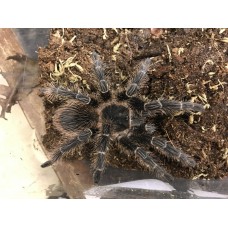 Lasiodora klugi - Bahia Scarlet Birdeating Tarantula