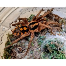 Hapalopus species 'gross'- Pumpkin Patch Tarantula