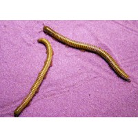 African Olive Millipede (Spirostreptus gregorius) Juvenile