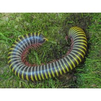 Bumblebee Millipede (Anadenobolus monilicornis)  Juvenile x 3