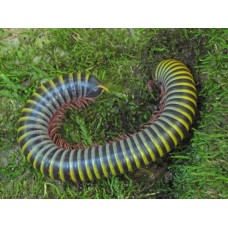 Bumblebee Millipede (Anadenobolus monilicornis) Large juvenile