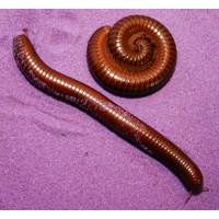 Giant Chocolate Millipede (Ophistreptus guineensis) Adult/Sub-adult