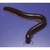 Ghana Speckled Leg Millipede (Telodeinopus aoutii) Juvenile x 10