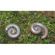 Vietnam Rainbow Millipede (Tonkinbolus dolfusii) Adult / Sub-adult