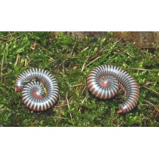 Vietnam Rainbow Millipede (Tonkinbolus dolfusii) Juvenile