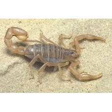 Arizona Devil Scorpion (Paravaejovis spinigerus) Adult female