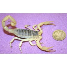 Desert Hairy Scorpion (Hadrurus arizonensis) Adult/Sub-adult