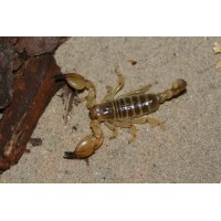 Israeli Gold Scorpion (Scorpio maurus palmatus) Adult/Sub-adult
