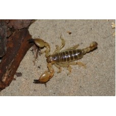 Israeli Gold Scorpion (Scorpio maurus palmatus) Adult/Sub-adult