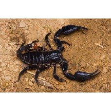 Giant Asian Forest Scorpion