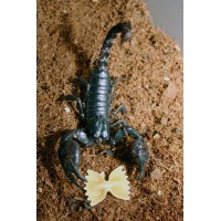 Asian Black Forest Scorpion (Heterometrus species) Small juvenile