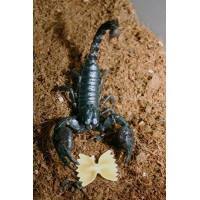 Asian Black Forest Scorpion (Heterometrus species) Juvenile