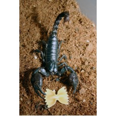 Asian Black Forest Scorpion (Heterometrus species) Juvenile