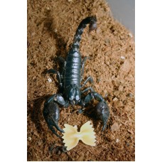 Asian Black Forest Scorpion (Heterometrus species) Small juvenile