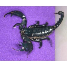 Laos Giant Forest Scorpion (Heterometrus laoticus) Juvenile