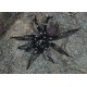 Non Tarantula Spiders Non Tarantula Spiders