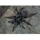 Non Tarantula Spiders