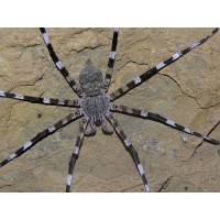 Madagascar Zebra Spider (Viridasius sp. sylvestris) - Adult