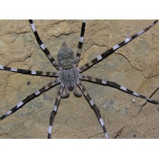 Madagascar Zebra Spider (Viridasius sp. sylvestris) - Adult