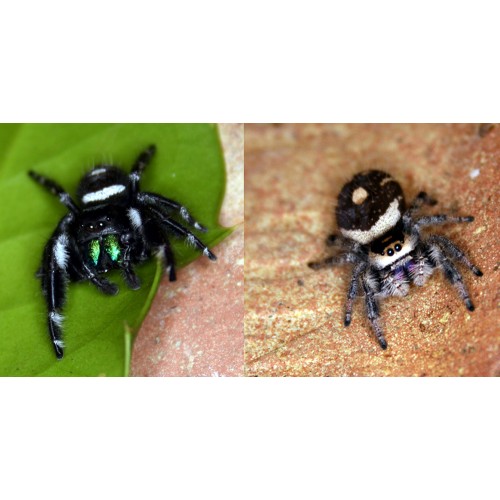 plastic jumping spiders