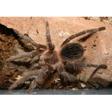 Lasiodora striatipes - Bahia Grey Birdeater