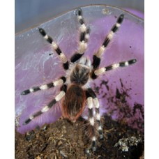 Nhandu chromatus - Brazil Striped Tarantula
