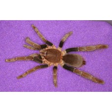 Hysterocrates gigas - Cameroon Baboon Tarantula