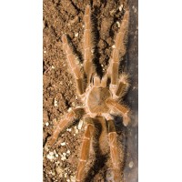 Hysterocrates gigas - Cameroon Baboon -  Adult Male (Matured November 2023)