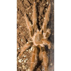 Hysterocrates gigas - Cameroon Baboon -  Adult Male (Matured November 2023)