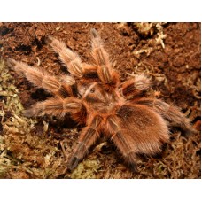 Grammostola rosea - Chile Rose Tarantula (red colour form)