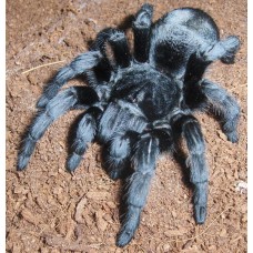 Grammostola pulchra - Brazilian Black Tarantula