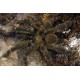 Tarantulas - Adult Males Tarantulas - Adult Males