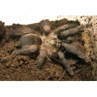 Psalmopoeus reduncus - Costa Rican Chevron Tarantula
