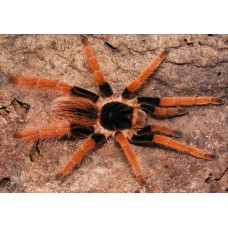 Megaphobema robustum - Giant Colombian Red Leg Tarantula