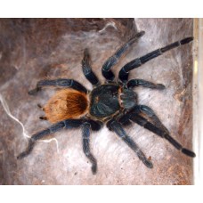 Chromatopelma cyaneopubescens - Green Bottle Blue Tarantula