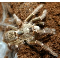 Ceratogyrus darlingi - Horned Baboon Tarantula